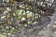 Euscarthmus fulviceps