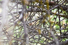 Euscarthmus fulviceps