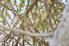 Euscarthmus fulviceps