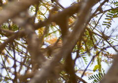 Euscarthmus fulviceps