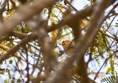 Euscarthmus fulviceps