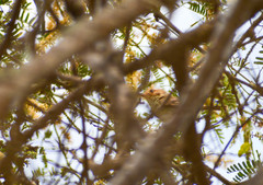 Euscarthmus fulviceps