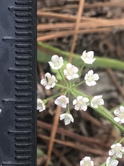 Limnosciadium pumilum