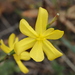 Moraea lewisiae - Photo (c) murraychristian,  זכויות יוצרים חלקיות (CC BY-NC)