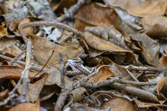 Oxybelis transandinus