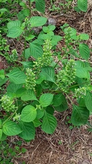 Ocimum campechianum