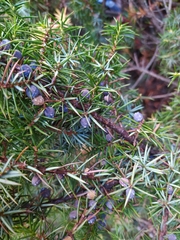 Juniperus communis hemisphaerica