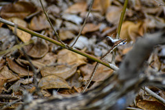 Oxybelis transandinus