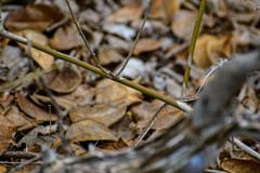 Oxybelis transandinus