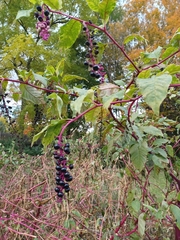 Phytolacca americana
