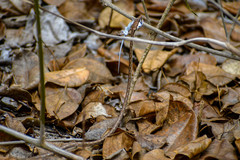 Oxybelis transandinus