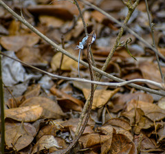 Oxybelis transandinus