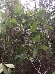 Chionanthus virginicus