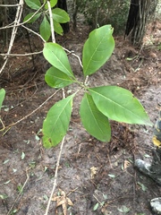 Chionanthus virginicus