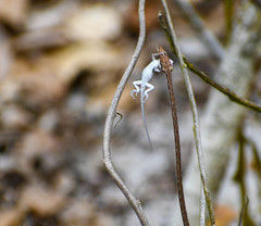 Oxybelis transandinus