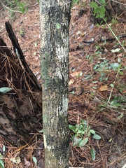 Chionanthus virginicus