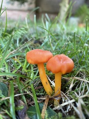 Pseudohygrocybe