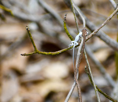 Oxybelis transandinus