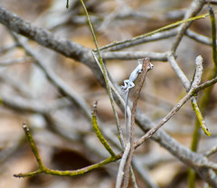 Oxybelis transandinus