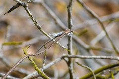 Oxybelis transandinus