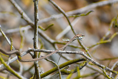 Oxybelis transandinus