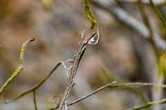 Oxybelis transandinus