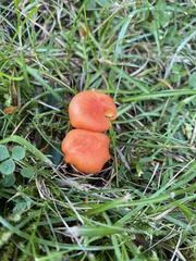 Pseudohygrocybe