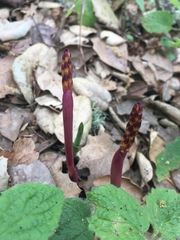 Corallorhiza maculata
