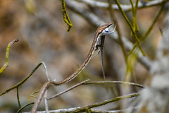 Oxybelis transandinus