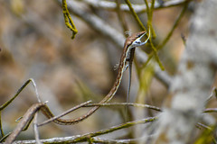 Oxybelis transandinus