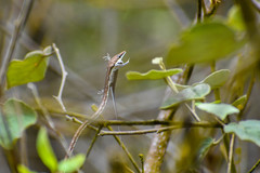 Oxybelis transandinus