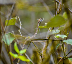 Oxybelis transandinus