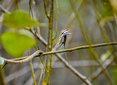 Oxybelis transandinus