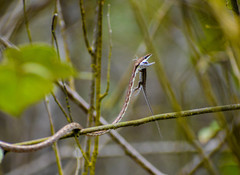 Oxybelis transandinus