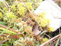 Sphagnum contortum