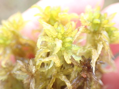 Sphagnum contortum