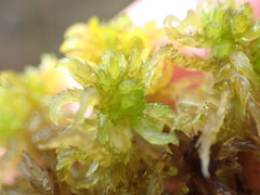 Sphagnum contortum