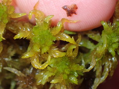 Sphagnum contortum