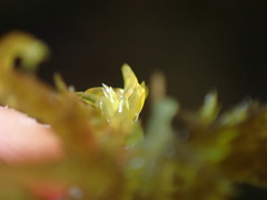 Sphagnum contortum