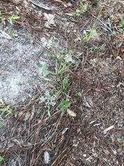 Limnosciadium pumilum