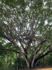 Enterolobium