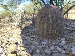 Echinomastus durangensis