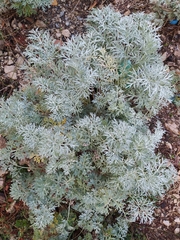 Artemisia absinthium