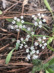 Limnosciadium pumilum