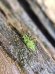 Calaphidina