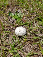 Lycoperdon