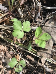 Anemonoides quinquefolia