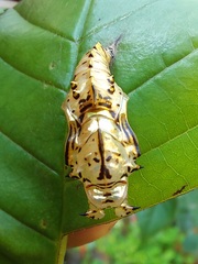 Adelpha naxia