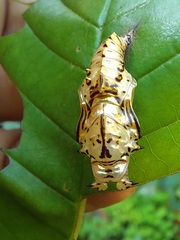 Adelpha naxia