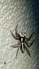 Leptofreya ambigua